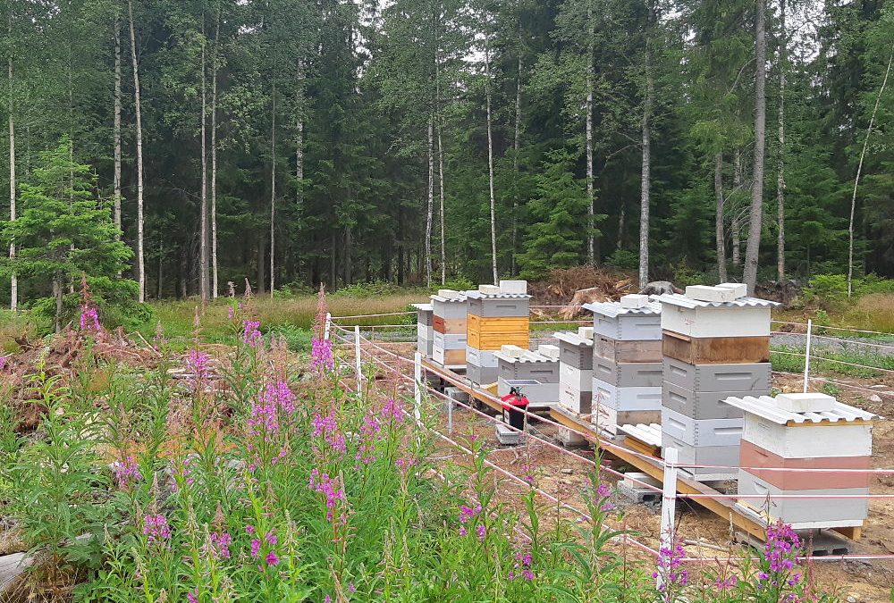 Hunaja maistuisi karhullekin