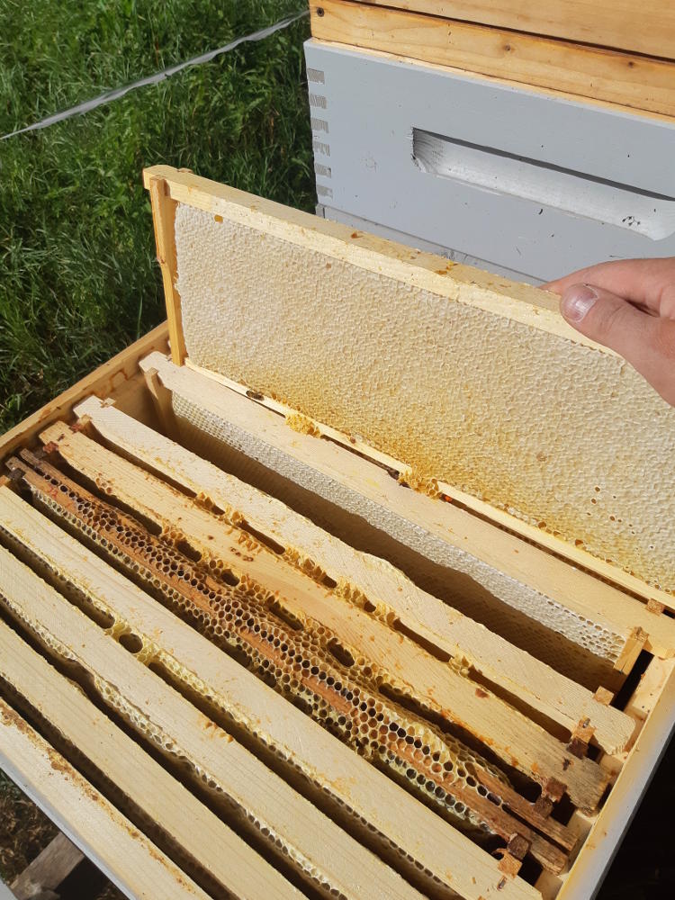 Hunajakennoja mehiläispesässä